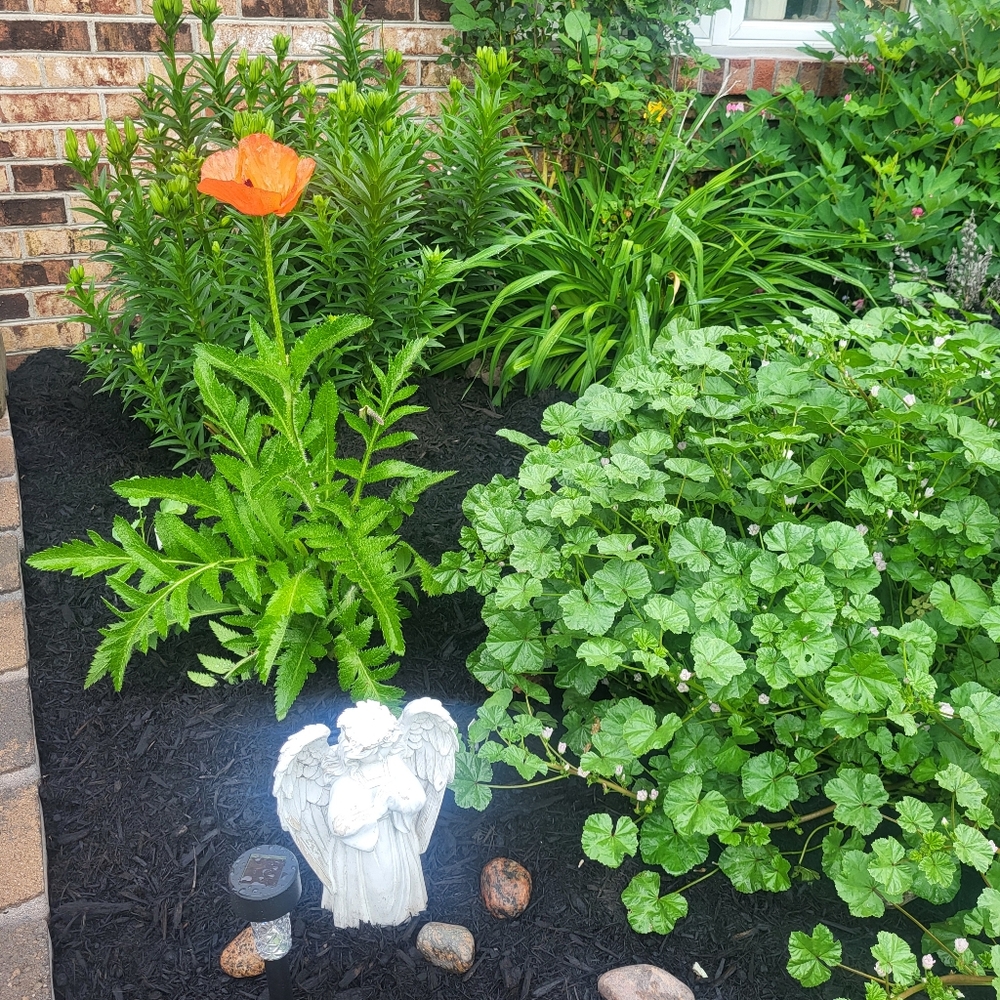 Orchid & Vine Live Shows! Like this Listing https://posh.mk/p4xqkonnY5b - Picture 13 of 13
